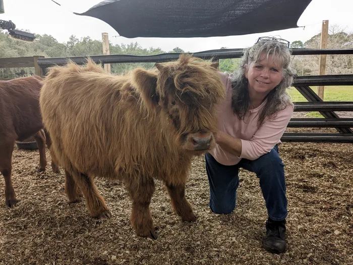 Highland Cow Necklaces Sterling Silver Beautiful Gifts ALibaba Rings